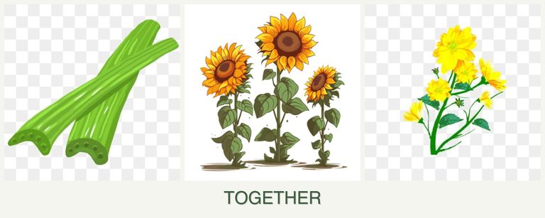 Can you plant celery, sunflowers and calendula together?