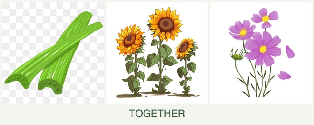 Can you plant celery, sunflowers and cosmos together?