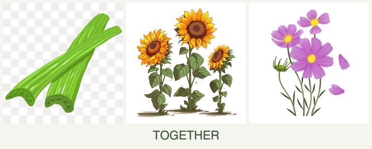 Can you plant celery, sunflowers and cosmos together?
