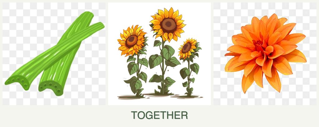 Can you plant celery, sunflowers and dahlias together?