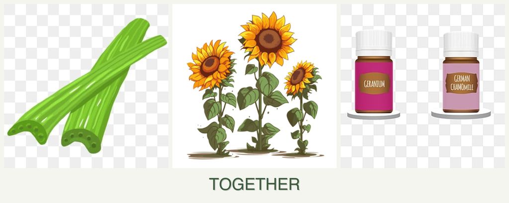 Can you plant celery, sunflowers and geraniums together?