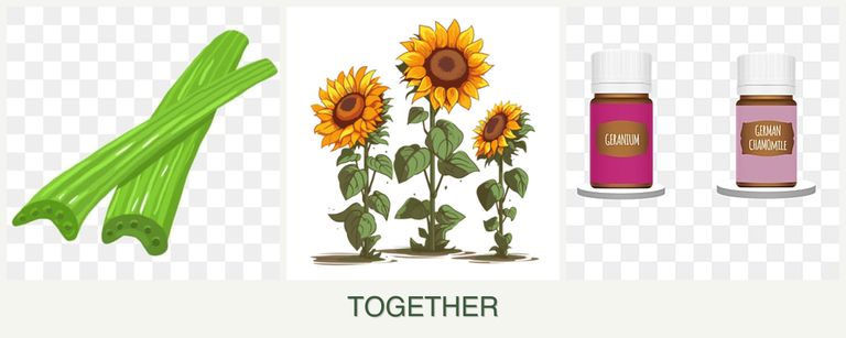 Can you plant celery, sunflowers and geraniums together?