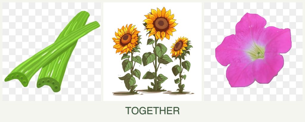 Can you plant celery, sunflowers and petunias together?