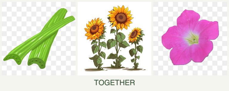 Can you plant celery, sunflowers and petunias together?