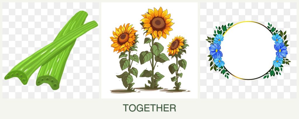 Can you plant celery, sunflowers and zinnias together?