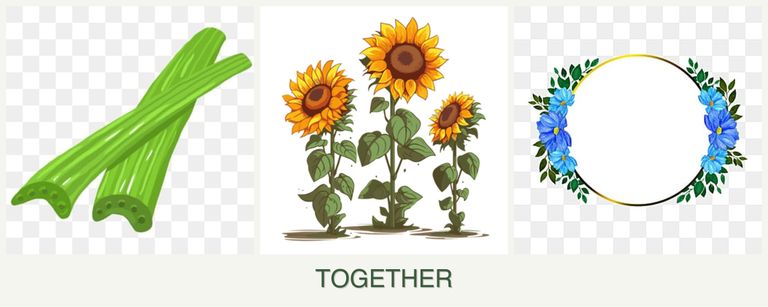 Can you plant celery, sunflowers and zinnias together?