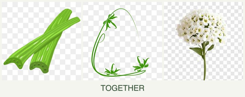 Can you plant celery, tarragon and alyssum together?