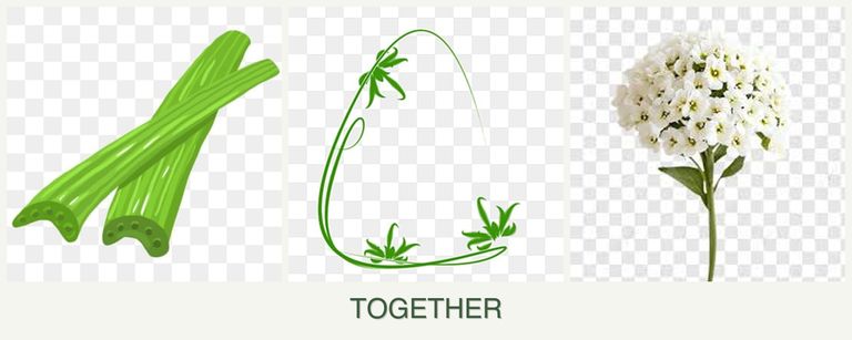 Can you plant celery, tarragon and alyssum together?