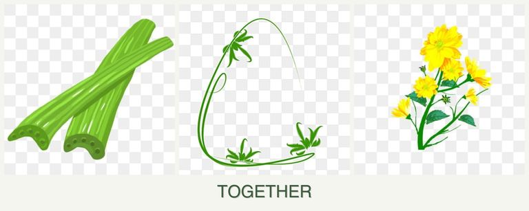 Can you plant celery, tarragon and calendula together?