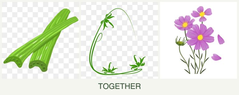 Can you plant celery, tarragon and cosmos together?