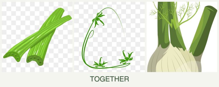 Can you plant celery, tarragon and fennel together?