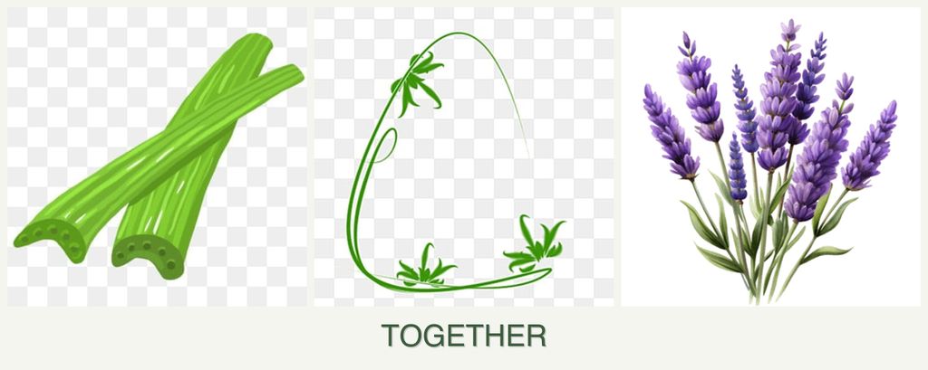 Can you plant celery, tarragon and lavender together?