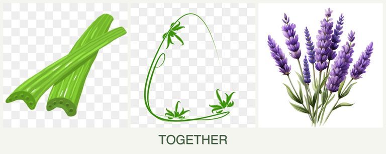 Can you plant celery, tarragon and lavender together?