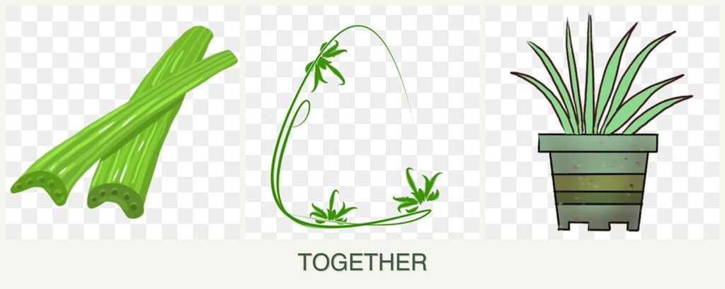 Can you plant celery, tarragon and lemongrass together?