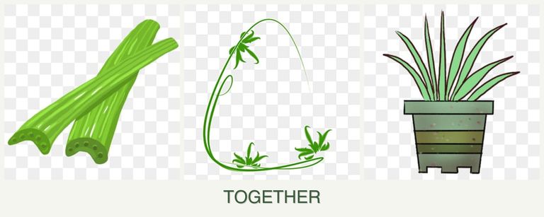 Can you plant celery, tarragon and lemongrass together?