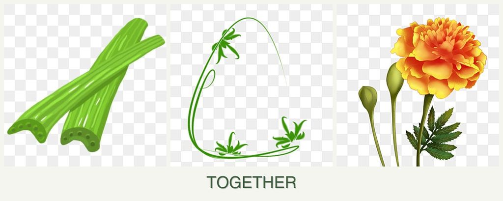 Can you plant celery, tarragon and marigolds together?