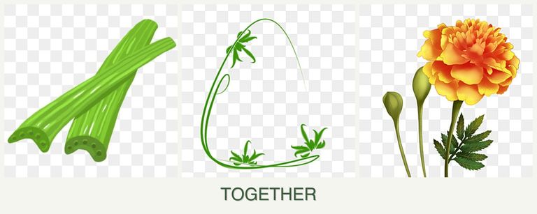 Can you plant celery, tarragon and marigolds together?