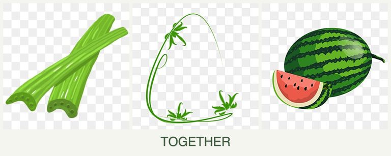Can you plant celery, tarragon and melons together?