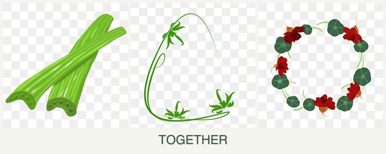 Can you plant celery, tarragon and nasturtiums together?
