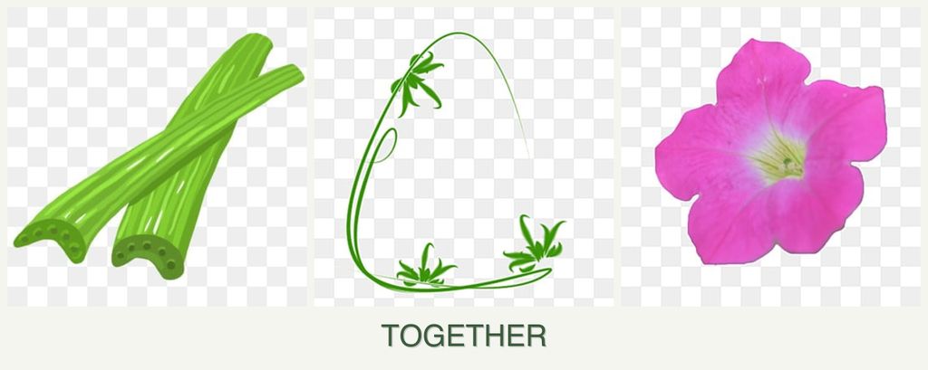 Can you plant celery, tarragon and petunias together?
