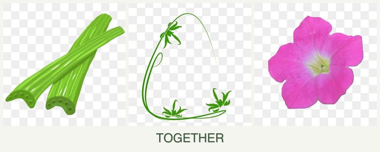 Can you plant celery, tarragon and petunias together?