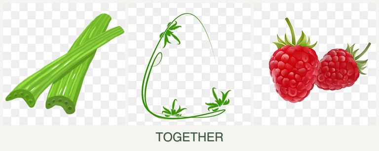 Can you plant celery, tarragon and raspberries together?