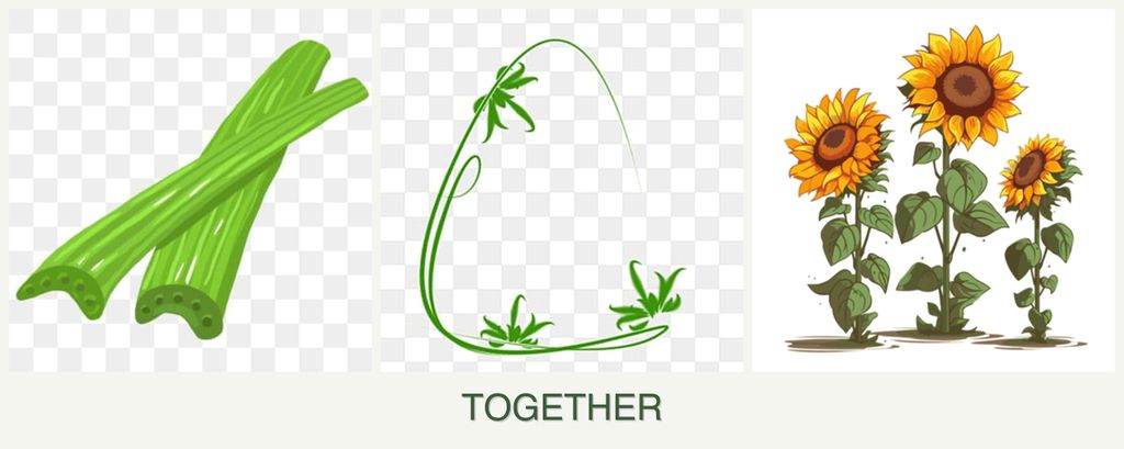 Can you plant celery, tarragon and sunflowers together?