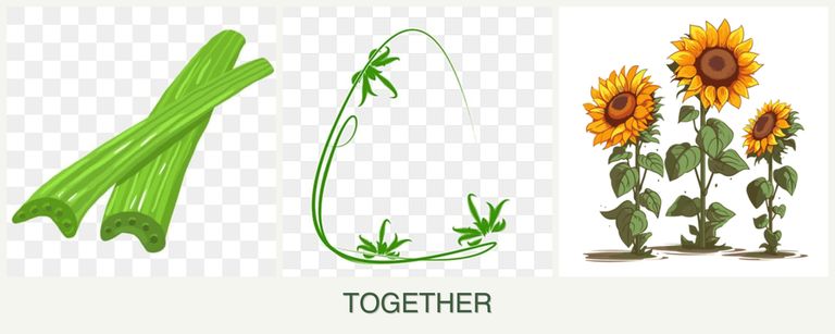 Can you plant celery, tarragon and sunflowers together?