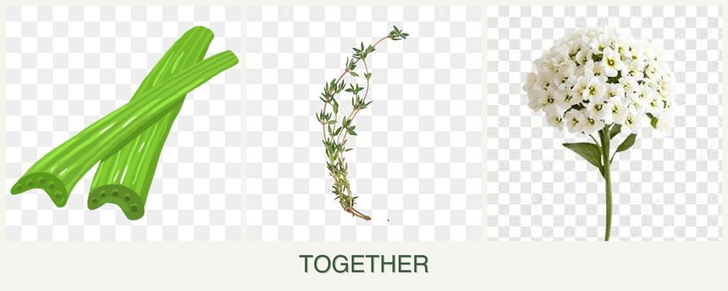 Can you plant celery, thyme and alyssum together?