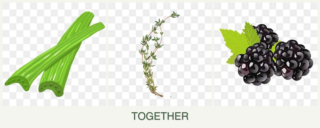 Can you plant celery, thyme and blackberries together?