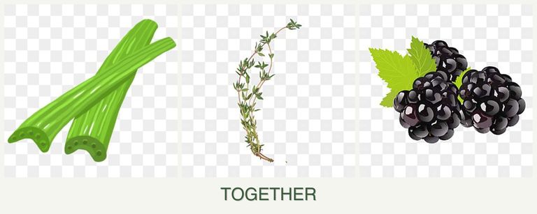 Can you plant celery, thyme and blackberries together?