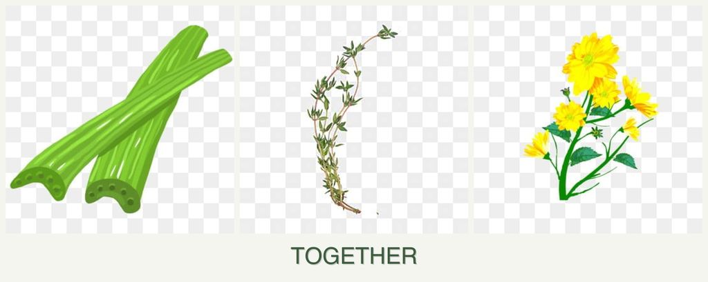 Can you plant celery, thyme and calendula together?