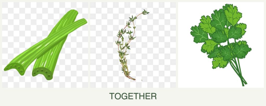 Can you plant celery, thyme and cilantro together?