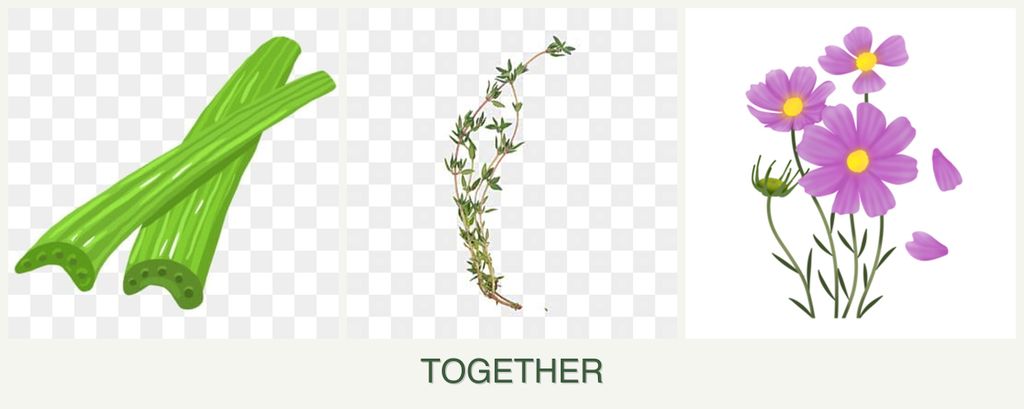 Can you plant celery, thyme and cosmos together?