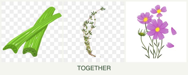 Can you plant celery, thyme and cosmos together?