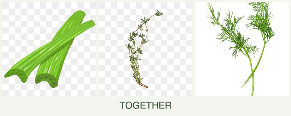 Can you plant celery, thyme and dill together?