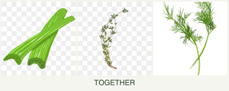 Can you plant celery, thyme and dill together?