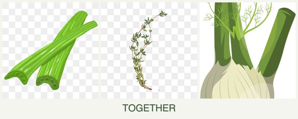 Can you plant celery, thyme and fennel together?