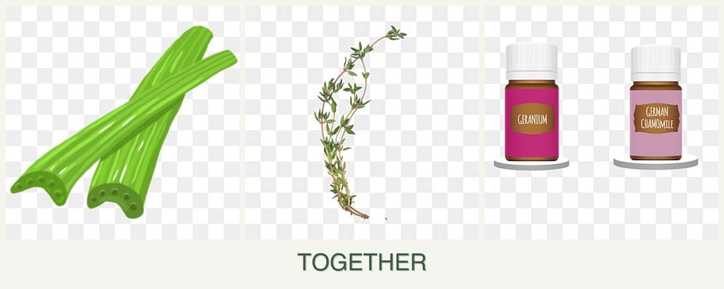 Can you plant celery, thyme and geraniums together?
