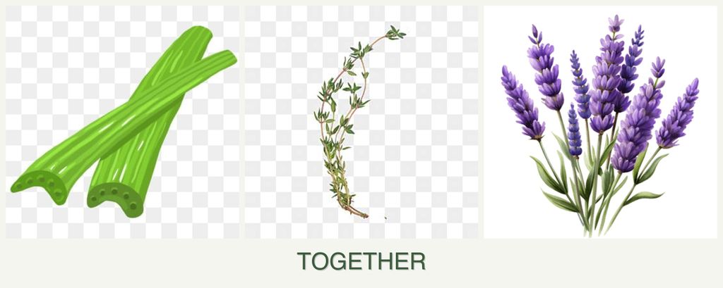 Can you plant celery, thyme and lavender together?