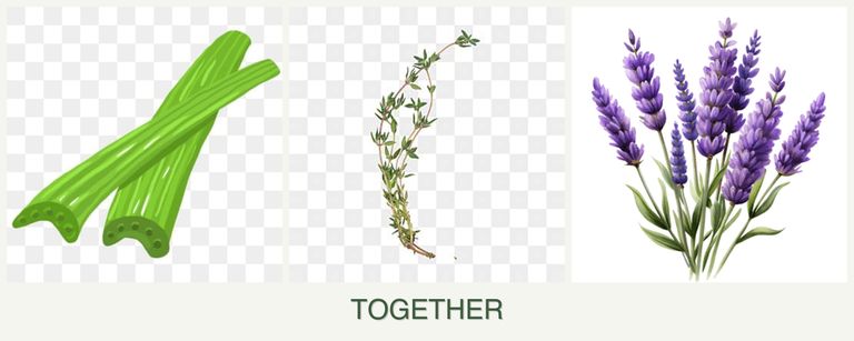 Can you plant celery, thyme and lavender together?