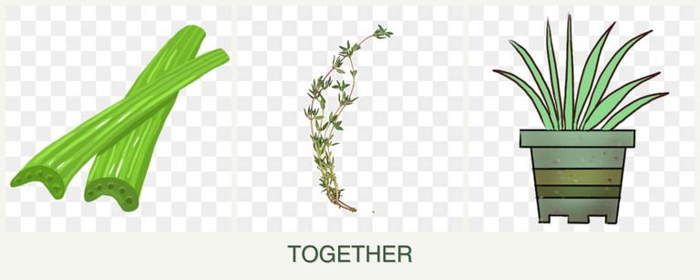 Can you plant celery, thyme and lemongrass together?