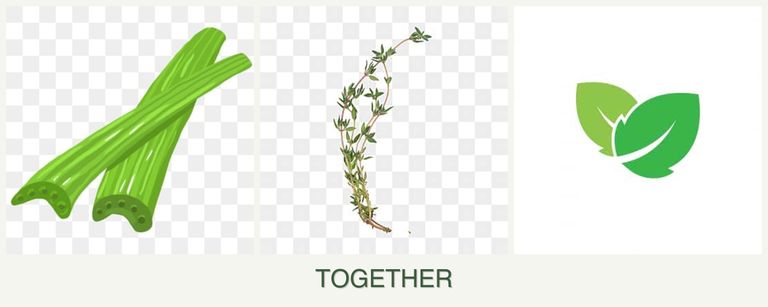 Can you plant celery, thyme and mint together?