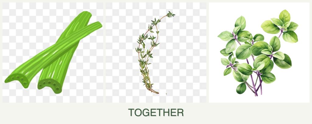 Can you plant celery, thyme and oregano together?