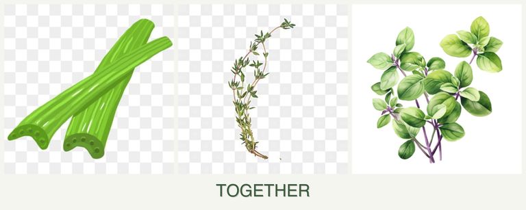 Can you plant celery, thyme and oregano together?