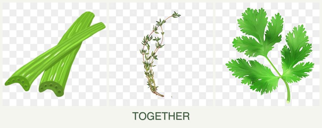 Can you plant celery, thyme and parsley together?