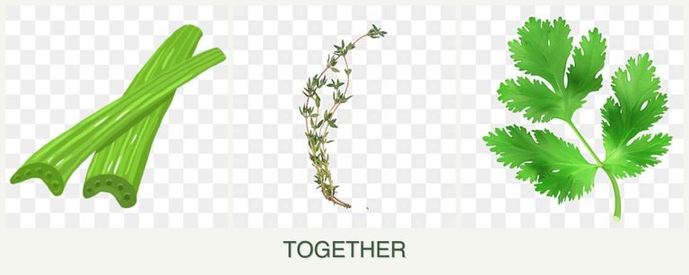 Can you plant celery, thyme and parsley together?