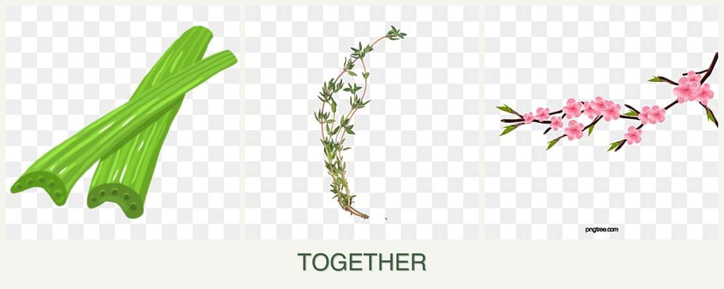 Can you plant celery, thyme and peaches together?