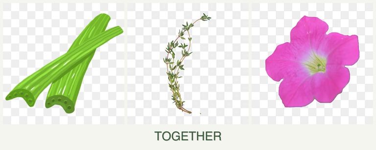 Can you plant celery, thyme and petunias together?