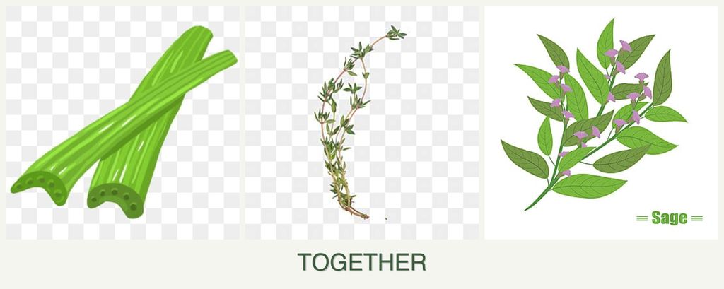 Can you plant celery, thyme and sage together?